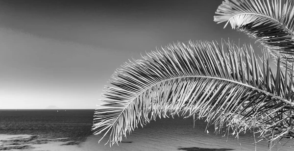 Palmtak Tegen Prachtige Kristalheldere Zee Wateren Concept Vakantie — Stockfoto