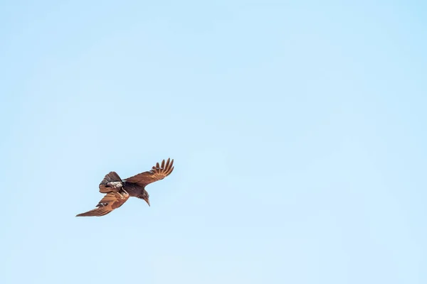 Pájaro Volando Sobre Valle Listo Para Capturar Una Presa — Foto de Stock