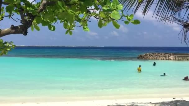 Belle Foglie Albero Con Incredibile Spiaggia Sull Oceano Sfondo — Video Stock