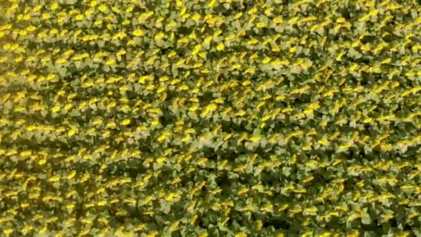 Vue aérienne du magnifique champ de tournesols 