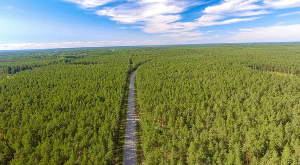 Yol boyunca orman havadan görünümü.