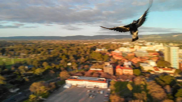 Fågel Överflygning Staden Vid Solnedgången Suddig Syn — Stockfoto