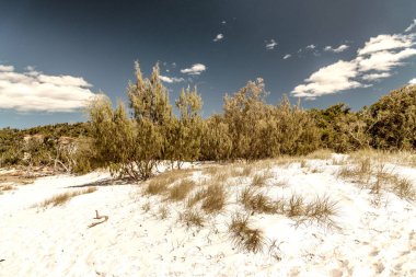 Güzel bir plaj bitki örtüsü ve mavi gökyüzü bulutlu, güneşli bir günde görüntülemek.