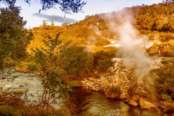 Puia Park Rotorua Nya Zeeland — Stockfoto