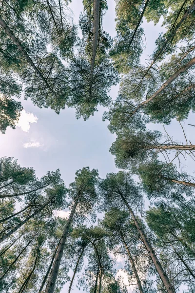 Obloze Pohled Krásných Vysokých Lesních Stromů — Stock fotografie