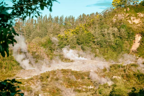 Puia Park Rotorua Nieuw Zeeland — Stockfoto