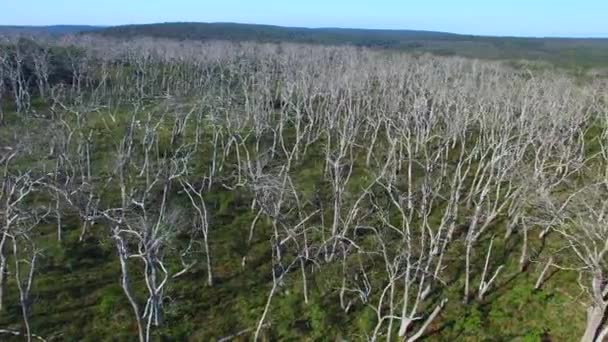 Γυμνά δέντρα σε μεγάλη Otway εθνικό πάρκο, Βικτώρια - Αυστραλία — Αρχείο Βίντεο