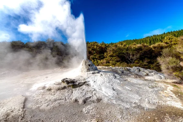 Lady Knox Gejzír Wai Tapu Termikus Wonderland Scenic Area Zéland — Stock Fotó