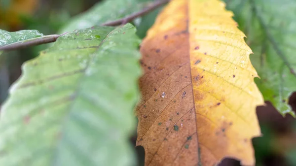 背景をぼかした写真と秋の紅葉 秋のコンセプト — ストック写真