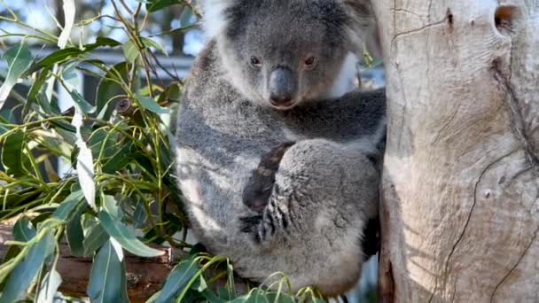 Kvinnliga Koala Skydda Barnet Ett Träd — Stockvideo