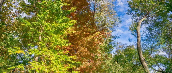 Цвета Деревьев Центральном Парке Сезон Листвы Нью Йорк — стоковое фото
