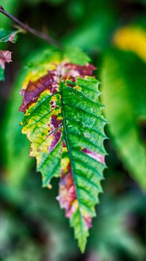 Sonbahar yaprakları ile arka plan bulanık. Güz konsepti.
