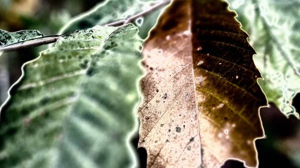 Autumn Leaves Blurred Background Fall Concept — Stock Photo, Image