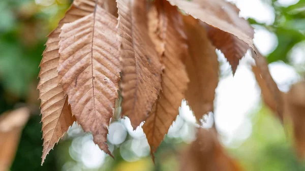 Herfstbladeren Met Onscherpe Achtergrond Val Concept — Stockfoto