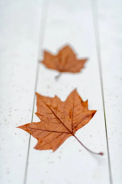 Bruine Bladeren Een Witte Bank Onscherpe Achtergrond Herfst Concept — Stockfoto