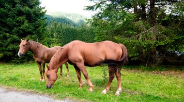 otlayan hayvanlar üzerinde dolomites meadows, İtalya