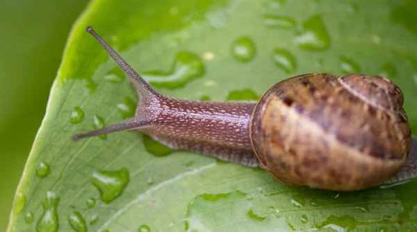 Escargot Déplaçant Dans Jardin Toscane Italie — Photo