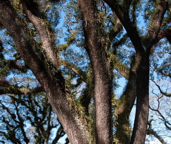 Textúrák Szakállas Mossman Fák Queensland Ausztrália — Stock Fotó