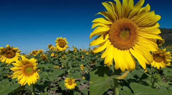 Colores Brillantes Campo Girasoles Toscana Italia — Foto de Stock