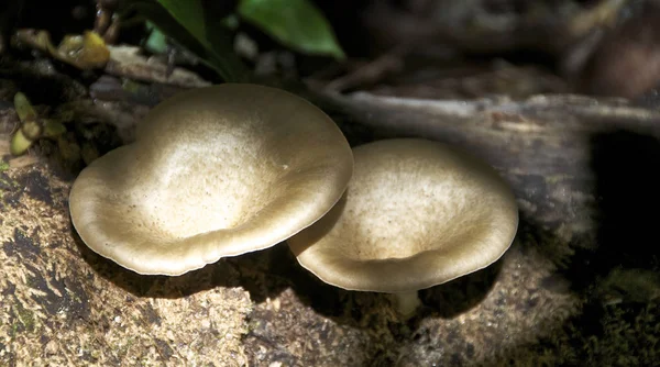 Vegetationen Daintree National Park Australien — Stockfoto