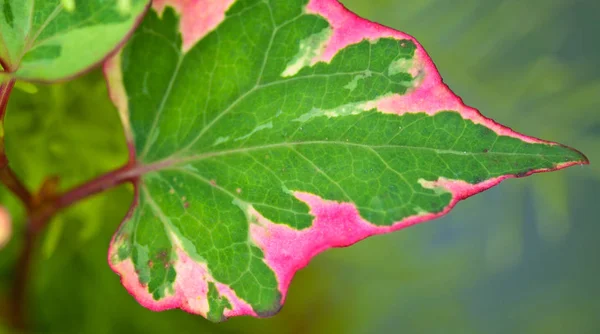 Nasse Blätter Nach Einem Gewitter Toskana — Stockfoto