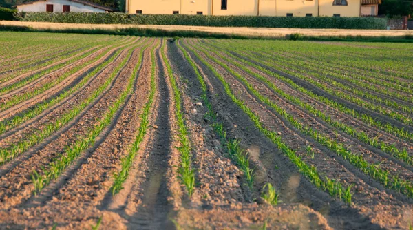 Кукурузное Поле Тоскане Центральная Италия — стоковое фото