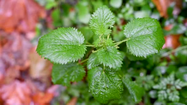 Nettle Leaves Close View Autumn — Stock Video