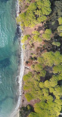 Pinewood orman güzel bir sahil şeridi boyunca hava Panoraması.