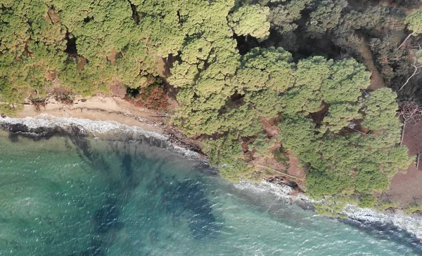 Aşağıya doğru hava görünümünü çam ağaçlarının güzel bir sahil şeridi boyunca. Deniz ve orman.