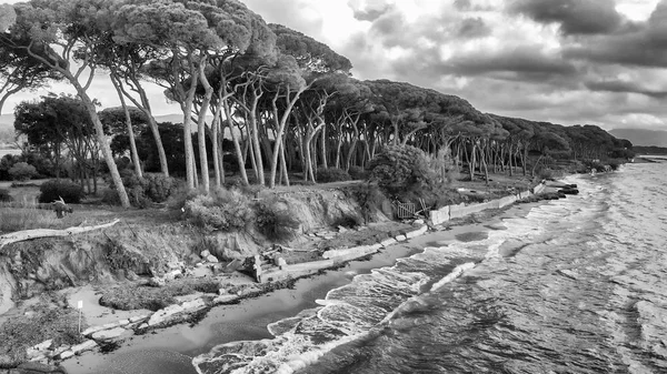 Торре Моцца Тоскана Вид Воздуха Красивый Пляж Сосновый Лес После — стоковое фото