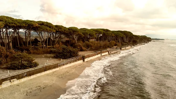 Prachtige Dennenbos Langs Zee Overhead Luchtfoto — Stockfoto