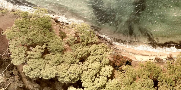 Aerial Panorama Pinewood Forest Beautiful Coastline — Stock Photo, Image