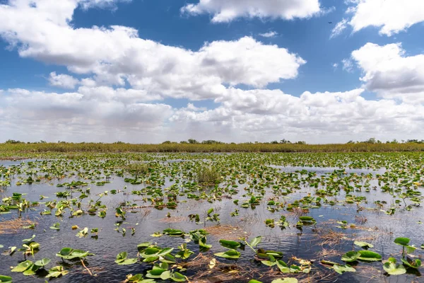 Sümpfe Des Everglades Nationalparks Florida — Stockfoto