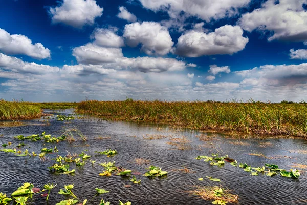 Swamps Everglades National Park Florida — Stock Photo, Image