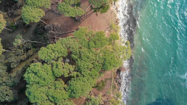 Bella Pineta Lungo Mare Vista Aerea Sopraelevata — Foto Stock