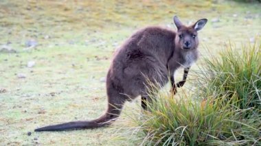 Kanguru yeme ve çalışan, Avustralya
