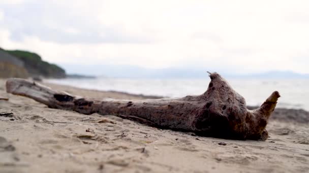 Tronco Árbol Desnudo Playa Enfoque Tronco — Vídeo de stock