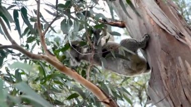 Koala Eucaliptus ağaç, Avustralya üzerinde hareket