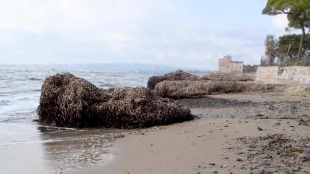 Tång Stranden Med Havet Vågor Grunt Fokus Alger — Stockvideo