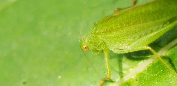 이탈리아 토스카나의 정원에 메뚜기 — 스톡 사진