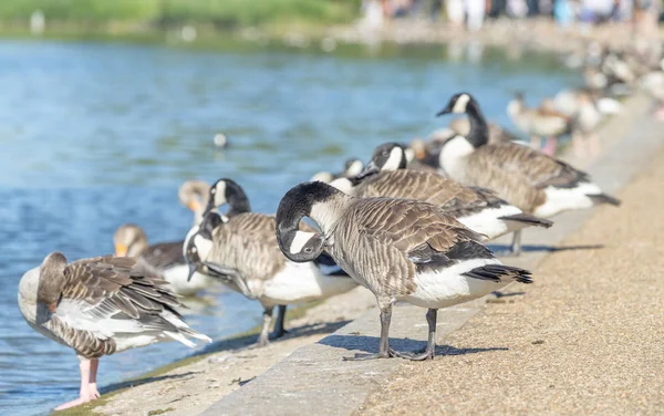 Entenreihe See Einem Stadtpark — Stockfoto