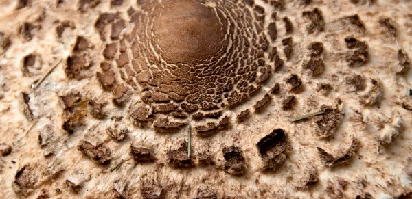 Cogumelo Castanho Uma Madeira Dolomites Itália — Fotografia de Stock