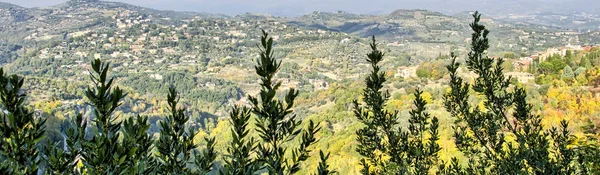 Trees Countryside Summer — Stock Photo, Image