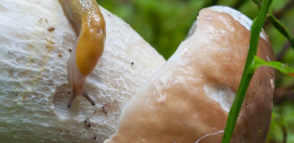 Caracol Movendo Cogumelo Boletus Dolomites Woods Itália — Fotografia de Stock