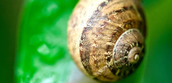 Snigel Väg Trädgård Toscana Italien — Stockfoto