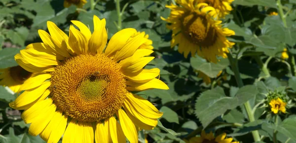 Precioso Campo Girasoles Campo Toscano Italia — Foto de Stock