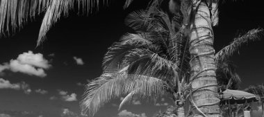 Güzel bir kumsalın renkleri, Karayipler