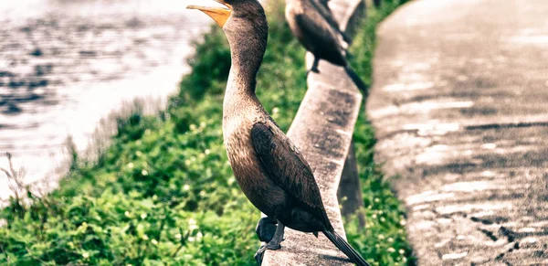 Βλάστηση Και Πανίδα Στα Everglades Φλόριντα — Φωτογραφία Αρχείου