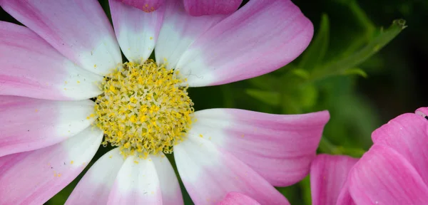 Violet Flowers Het Voorjaar Toscane Italië — Stockfoto