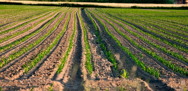 意大利中部托斯卡纳郊区的Cornfield — 图库照片